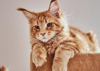 Memahami Jenis Kucing Favorit di Indonesia dan Tips Merawatnya