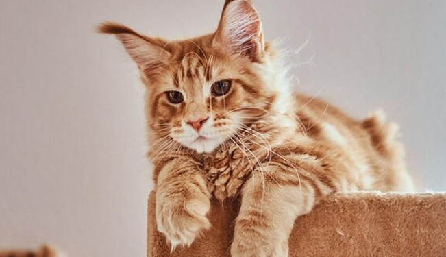 Memahami Jenis Kucing Favorit di Indonesia dan Tips Merawatnya