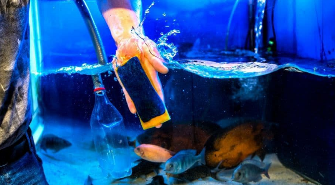 Cara Membersihkan Akuarium Kaca