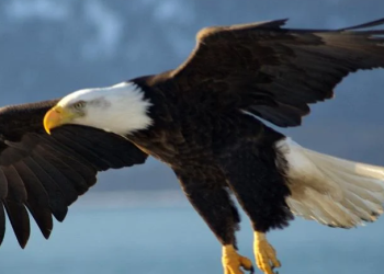 Hewan yang Menggambarkan Sifat Manusia