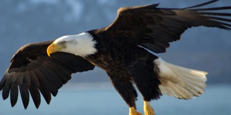 Hewan yang Menggambarkan Sifat Manusia