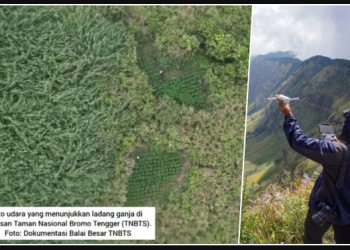 Tarif Drone di Bromo Jadi Sorotan, 59 Titik Ladang Ganja Terbongkar