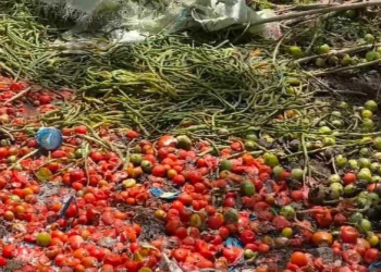 Harga Sayur Anjlok, Petani di Bengkulu Buang Hasil Panen di Jalanan sebagai Bentuk Protes
