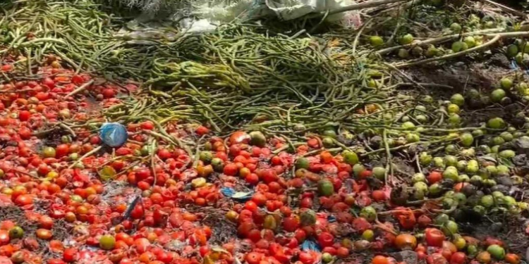 Harga Sayur Anjlok, Petani di Bengkulu Buang Hasil Panen di Jalanan sebagai Bentuk Protes