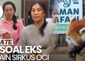 Taman Safari Indonesia angkat bicara menyusul munculnya laporan dugaan eksploitasi terhadap sejumlah mantan anggota Oriental Circus Indonesia (OCI) yang kini viral di publik. Komisaris Taman Safari Indonesia, Tony Sumampau, dengan tegas membantah tuduhan tersebut dan menyebut bahwa institusinya tidak memiliki keterkaitan langsung dengan persoalan yang dilaporkan. “Tidak benar sama sekali. Taman Safari tidak terkait dengan dugaan eksploitasi itu,” kata Tony kepada awak media di Cisarua, Rabu (16/4/2025). Tony menjelaskan bahwa pernah ada laporan serupa pada tahun 1997, namun saat itu permasalahan disebut telah diselesaikan. Ia mengaku heran isu tersebut kembali mencuat setelah bertahun-tahun berlalu. “Dulu itu sudah tidak ada masalah, kenapa sekarang diangkat lagi?” ujarnya. Lebih lanjut, Tony menyebut pihaknya siap melakukan klarifikasi untuk meluruskan informasi yang menurutnya tidak akurat. Ia juga menegaskan bahwa tuduhan yang mengarah ke Taman Safari merupakan bentuk fitnah. “Kami akan klarifikasi semua ini. Tuduhan itu sangat tidak berdasar. Jangan sampai nama Taman Safari dicemarkan padahal tidak ada keterlibatan sama sekali,” tegasnya. Menurut Tony, pihak Oriental Circus Indonesia yang bersangkutan juga tengah mempersiapkan pernyataan resmi untuk menjelaskan duduk perkara dari sisi mereka. Ia menegaskan kembali bahwa tanggung jawab atas dugaan kekerasan tersebut tidak bisa serta merta dialamatkan ke Taman Safari. “Ini masalah internal dari pihak sirkus. Mereka yang harus menyampaikan penjelasan. Taman Safari tidak ikut campur dalam urusan manajemen internal OCI,” tambahnya. Kemenkumham Lakukan Pemanggilan Sementara itu, Kementerian Hukum dan HAM menyatakan tengah menindaklanjuti laporan dari sejumlah perempuan yang mengaku menjadi korban kekerasan dan dugaan eksploitasi selama menjadi bagian dari OCI. Wakil Menteri Hukum dan HAM, Mugiyanto, menerima langsung aduan tersebut dalam pertemuan yang berlangsung pada Selasa (15/4/2025). “Kami telah menerima para korban yang mengadukan perlakuan tidak manusiawi, termasuk kekerasan, pelecehan, hingga dugaan perbudakan. Semua korban adalah perempuan, dan kasus ini sudah berlangsung sejak puluhan tahun lalu dalam lingkungan kerja pertunjukan sirkus,” ungkap Mugiyanto melalui akun Instagram resminya, Rabu (16/4). Menindaklanjuti laporan tersebut, Kemenkumham berencana memanggil semua pihak yang diduga terlibat guna dimintai keterangan. Langkah ini diambil untuk memastikan kejelasan fakta dan menentukan langkah perlindungan yang sesuai bagi para korban. “Pemanggilan dilakukan untuk mendengar penjelasan dari berbagai pihak yang disebut dalam laporan. Ini penting untuk menjamin pemenuhan hak-hak korban dan mencegah kasus serupa terulang kembali,” lanjutnya. Dalam unggahan video yang disertakan, Mugiyanto juga menyampaikan bahwa Kemenkumham tengah mempertimbangkan langkah-langkah pemulihan psikologis bagi para korban, termasuk pendampingan dan rehabilitasi, agar dampak trauma tidak berlanjut