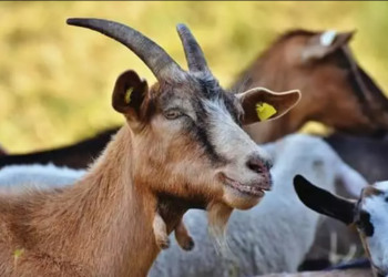 Tradisi Aqiqah Modern di Tangerang: Solusi Praktis dan Islami untuk Keluarga Milenial