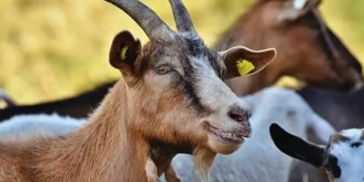 Tradisi Aqiqah Modern di Tangerang: Solusi Praktis dan Islami untuk Keluarga Milenial